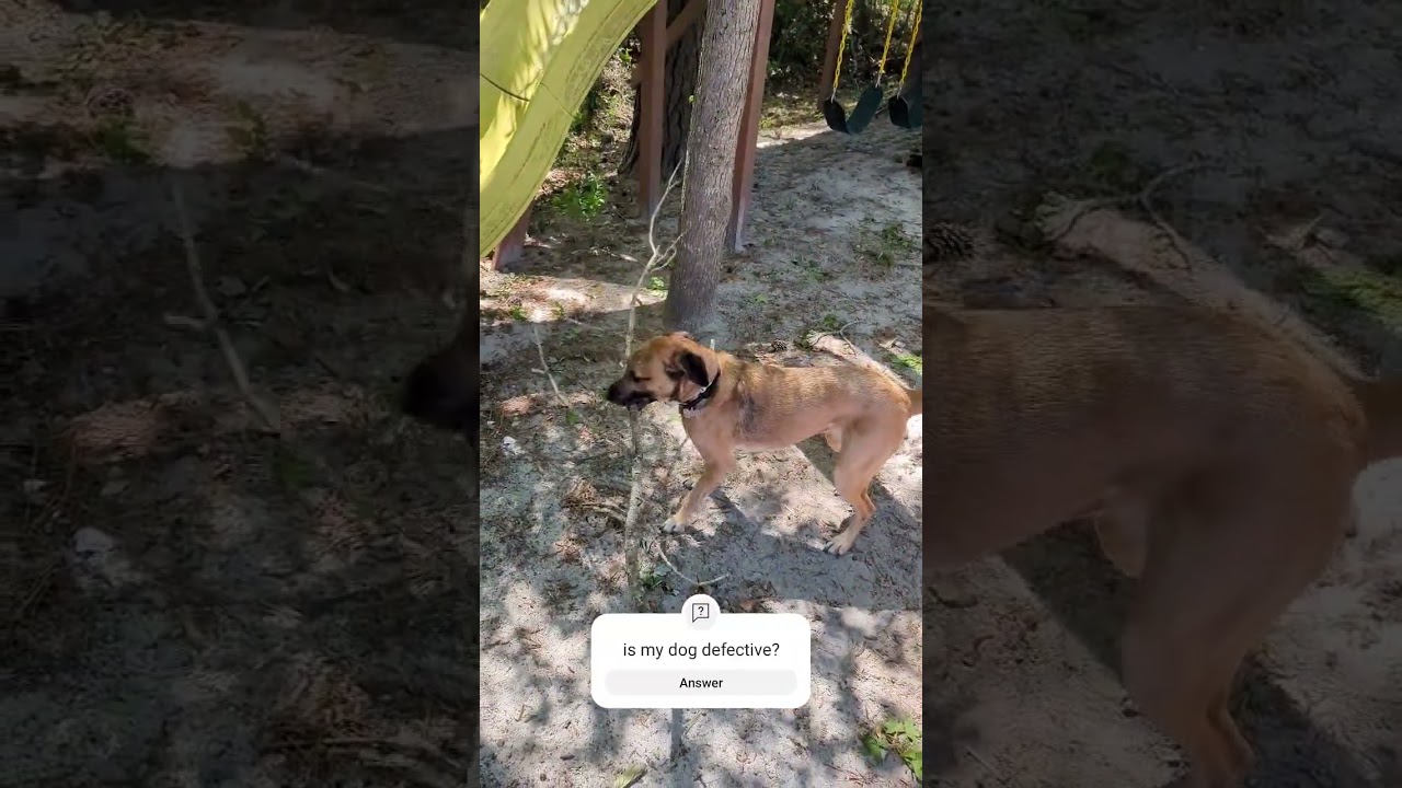 Is my dog defective? #dog #dogs #puppy #fyp #fypage #podcast #heswrongshesright #hwsr